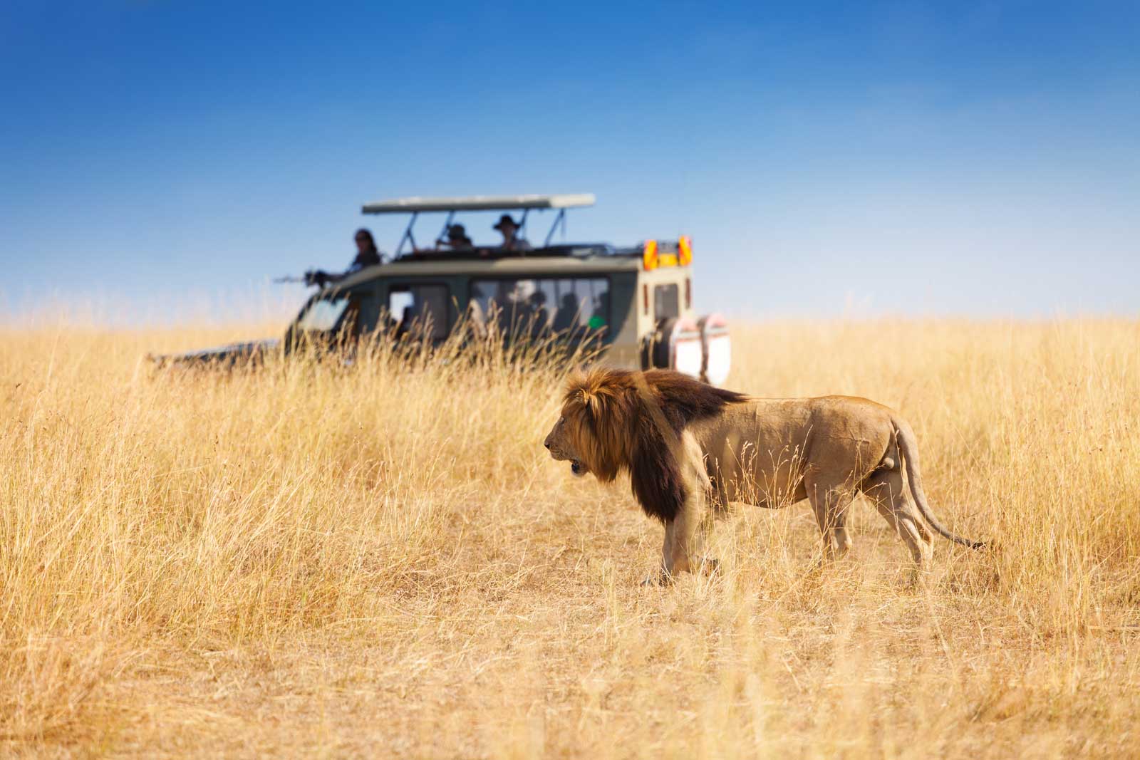 Male lion walking through golden savanna grass with safari vehicle and tourists in background